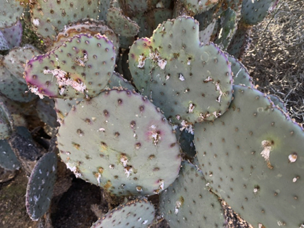 Feb 5 -  A prickly pear cactus with a cochineal infestation (all that fluffy white stuff). The cochineal is a parasite from which the natural dye carmine is derived.